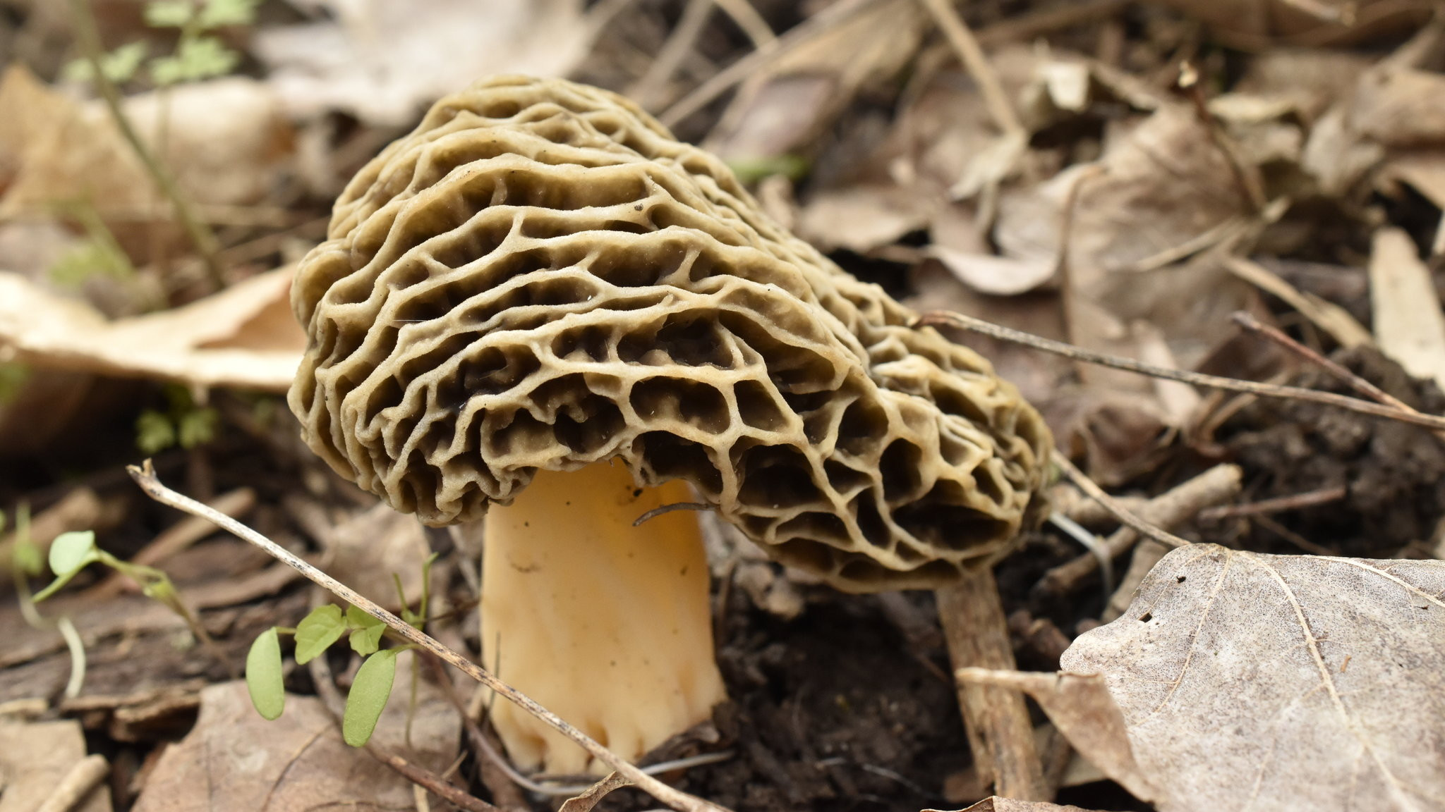 Morel Mushrooms Hunting
 the Hunt for Tasty Morel Mushrooms The New York Times