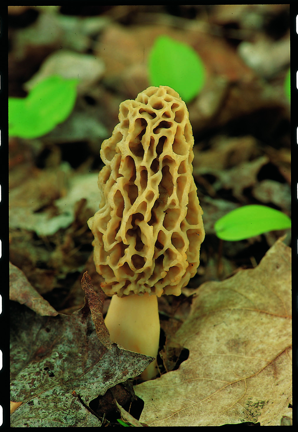 Morel Mushrooms Hunting
 West Michigan Weekly Morel Mushroom Hunting Season is Hot
