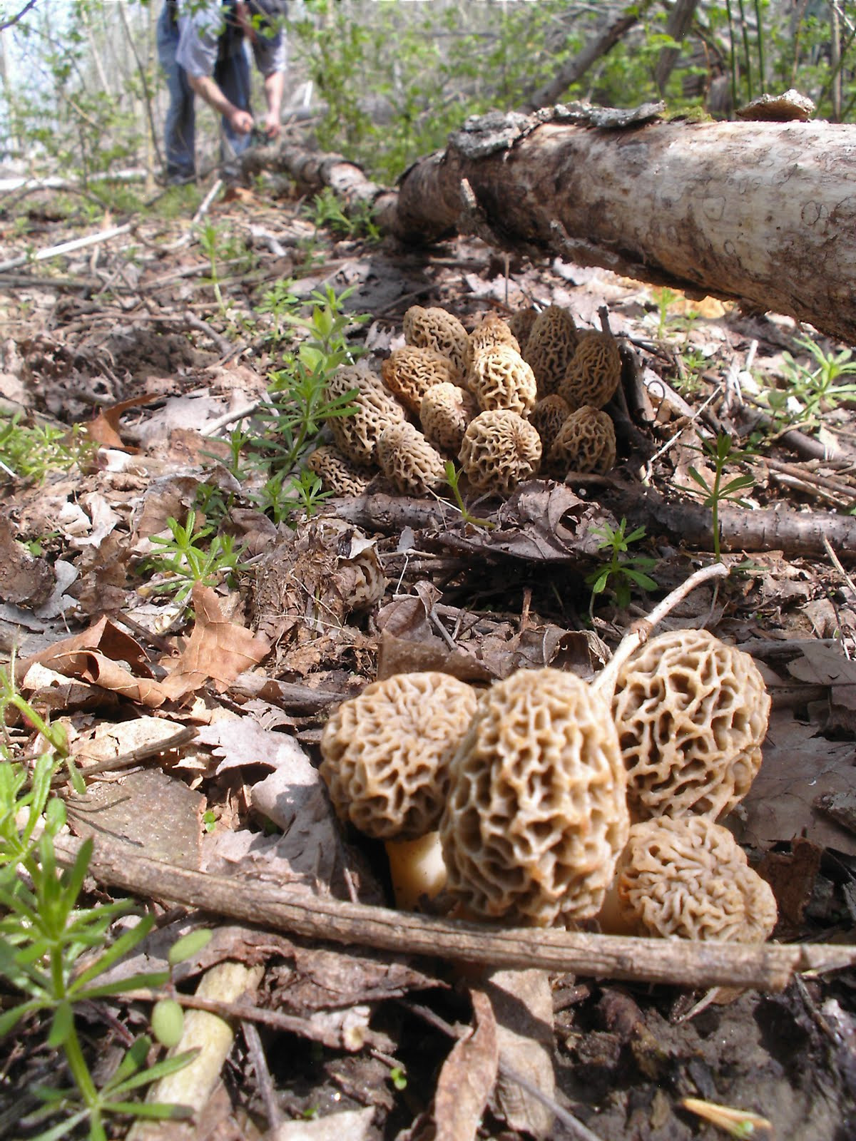 Morel Mushrooms Hunting
 Mid Missouri Morels and Mushrooms Morel Hunting and