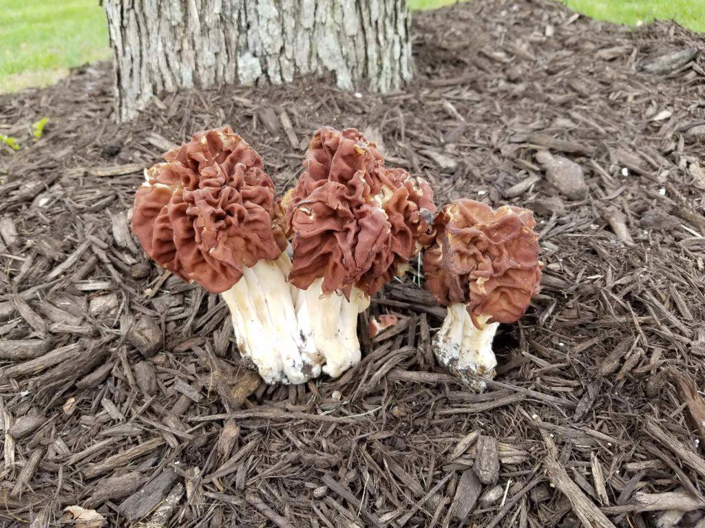 Morel Mushrooms Hunting
 Morel Mushroom Hunting Tips and Tricks