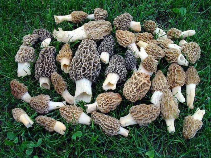 Morel Mushrooms Hunting
 Top 10 Tips for Finding Morel Mushrooms