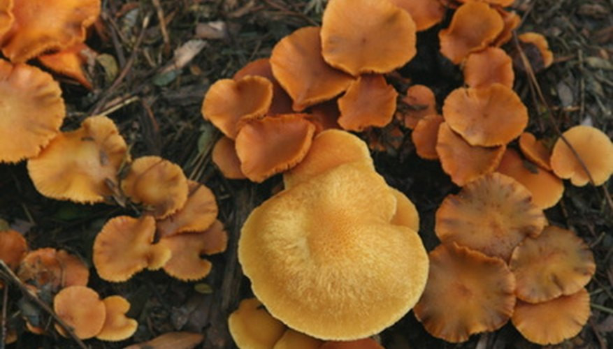 Morel Mushrooms Texas
 Mushroom Hunting in Austin Texas