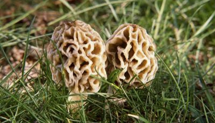 Morel Mushrooms Texas
 Types of Edible Mushrooms in Texas