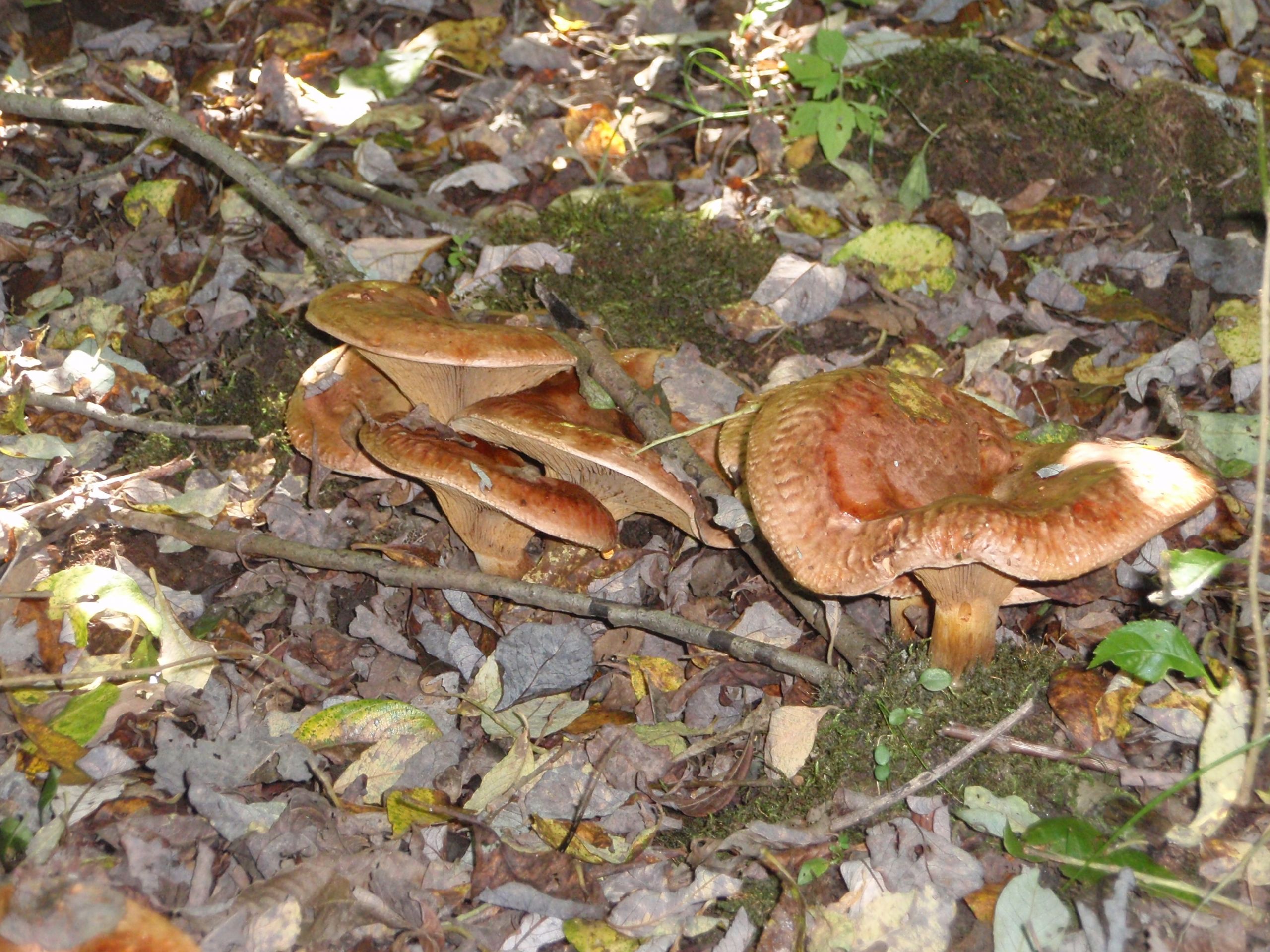 Morel Mushrooms Texas
 Mushroom Hunting