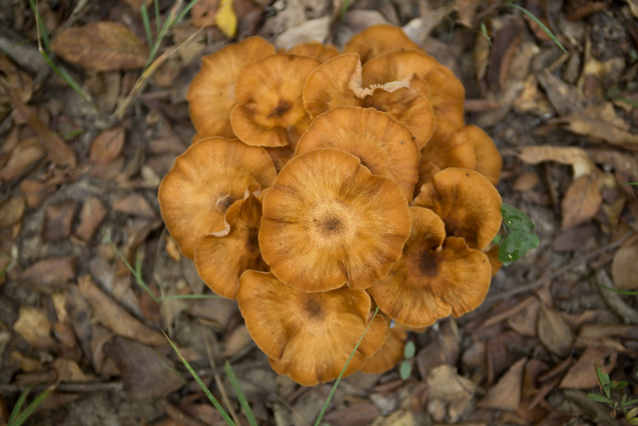 Morel Mushrooms Texas
 East Texas is the Last Frontier for Mushroom Hunters