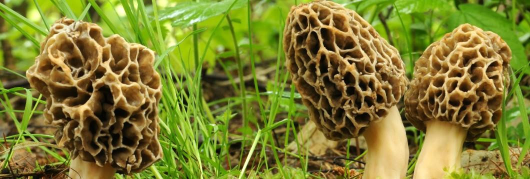 Morel Mushrooms Texas
 Guide Outdoors Hunting Outdoor & Fishing Tips Articles