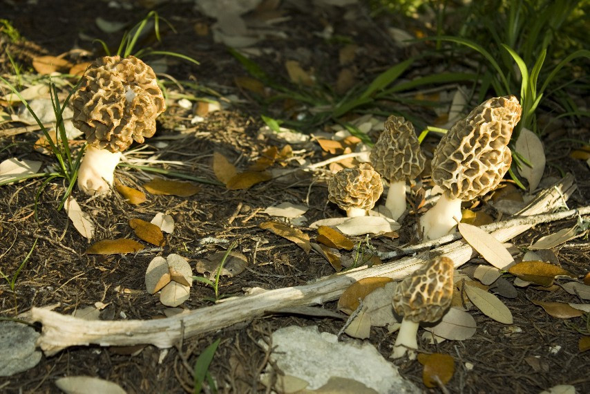 Morel Mushrooms Texas
 Morels in Texas Mushroom Hunting and Identification