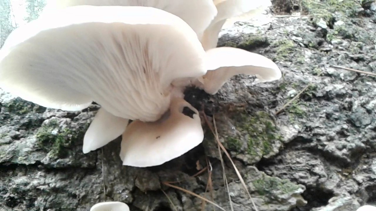 Morel Mushrooms Texas
 Oyster mushrooms wild edible texas