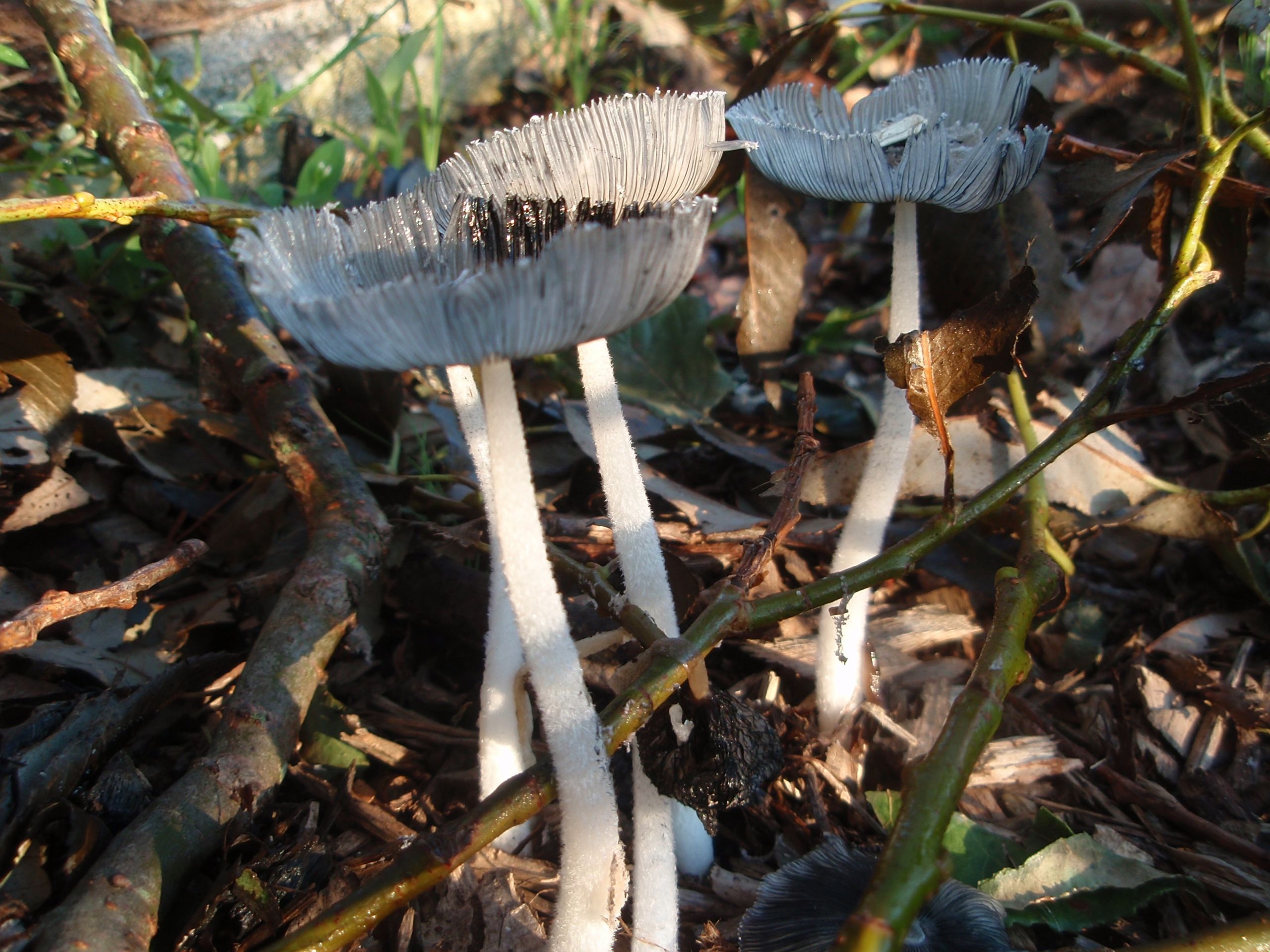 Morel Mushrooms Texas
 wild mushrooms
