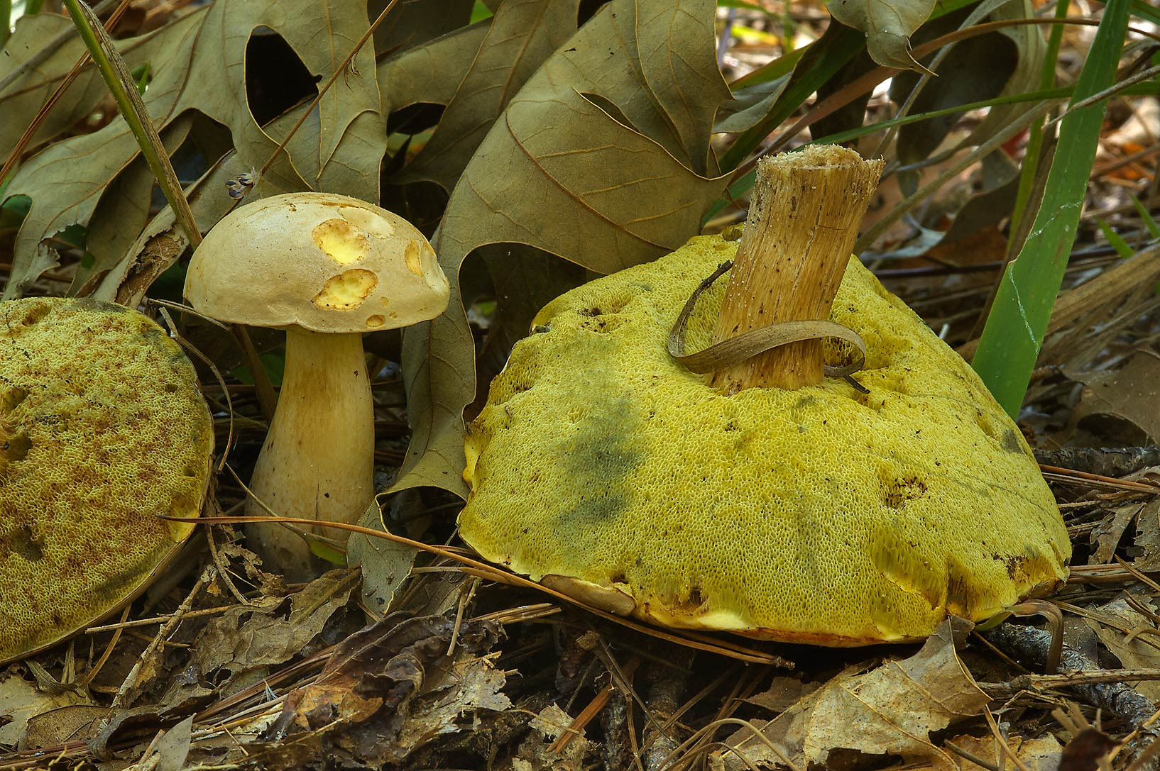 Morel Mushrooms Texas
 1293 08 Yellow pore surface bruising bluish and