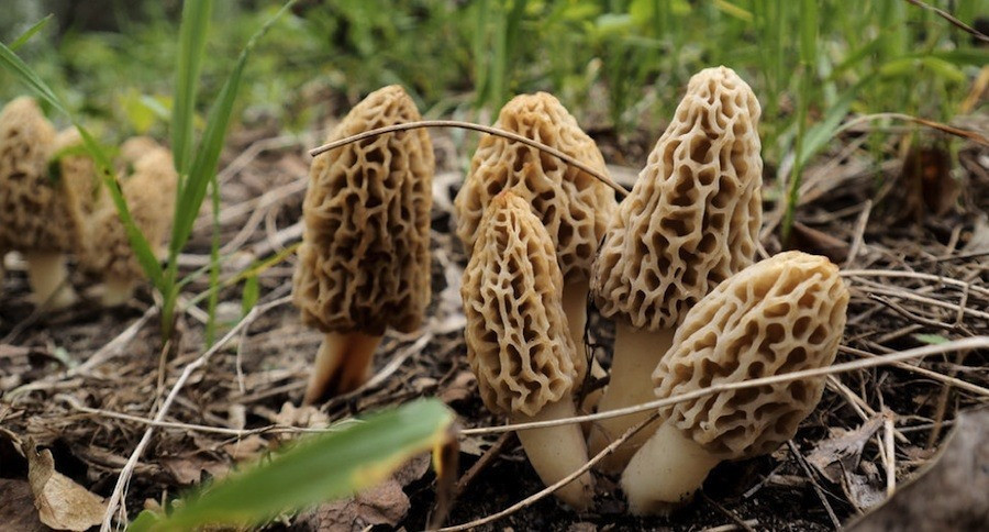 Morel Mushrooms Texas
 How to Find Morel Mushrooms with Michigan Forest Fire Map