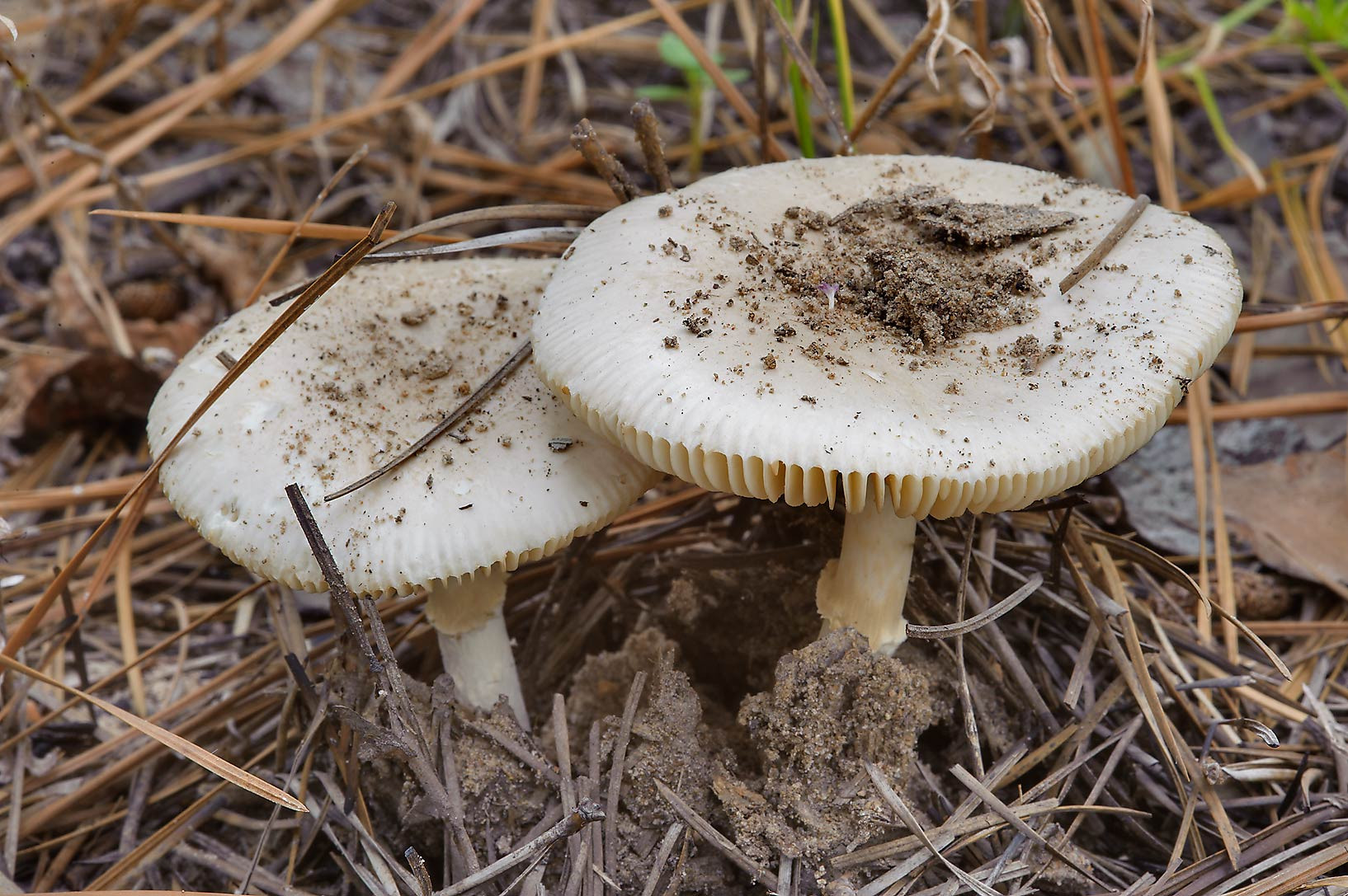 Morel Mushrooms Texas
 1282 17 Amanita mushrooms on roadside of Forest