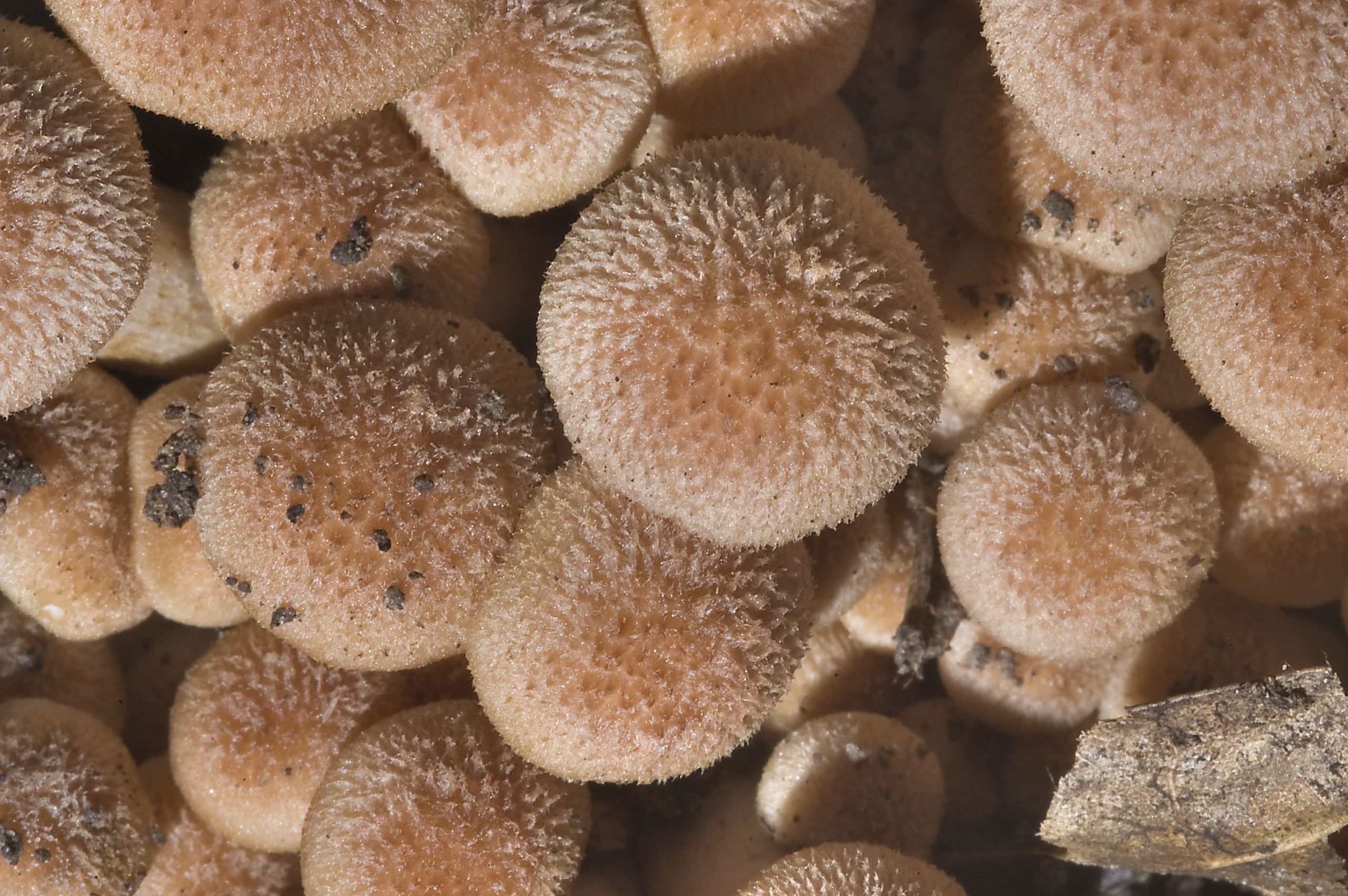 Morel Mushrooms Texas
 801 19 Ringless honey mushrooms Armillaria