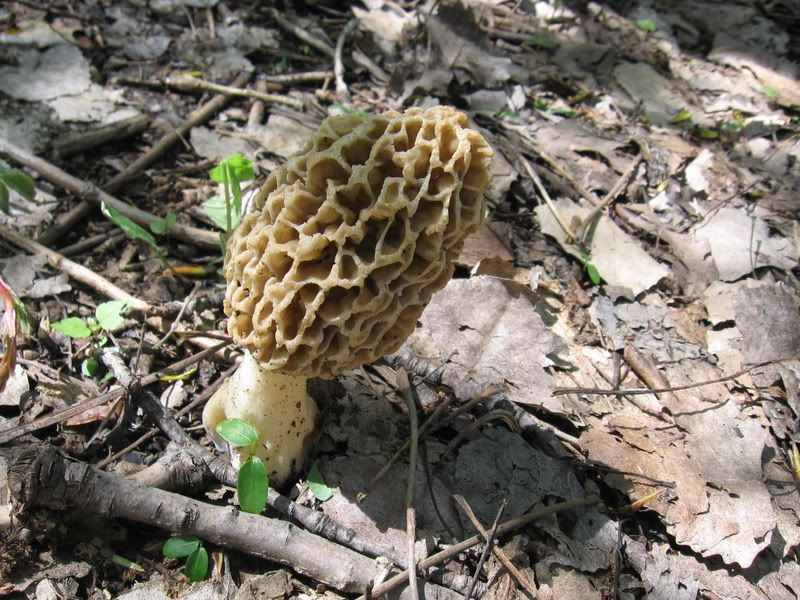 Morel Mushrooms Texas
 Morel Mushrooms s & Videos