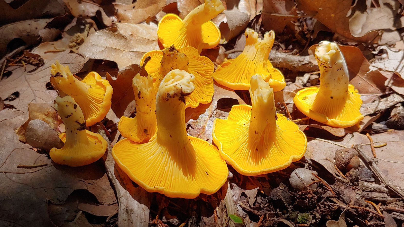 Morel Mushrooms Texas
 Yes North Texas has an edible wild mushroom season Here