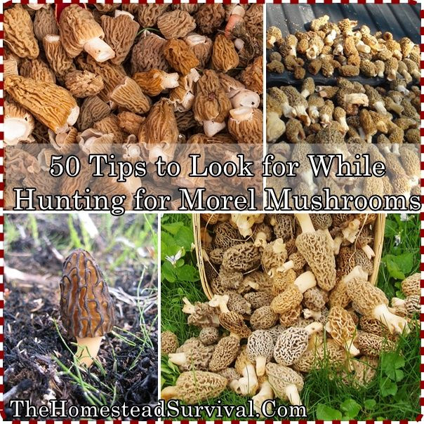 Morel Mushrooms Texas
 127 best images about Edible plants in Texas on Pinterest