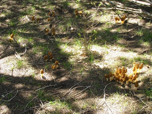 Morel Mushrooms Texas
 Foraging Texas Morel Mushrooms