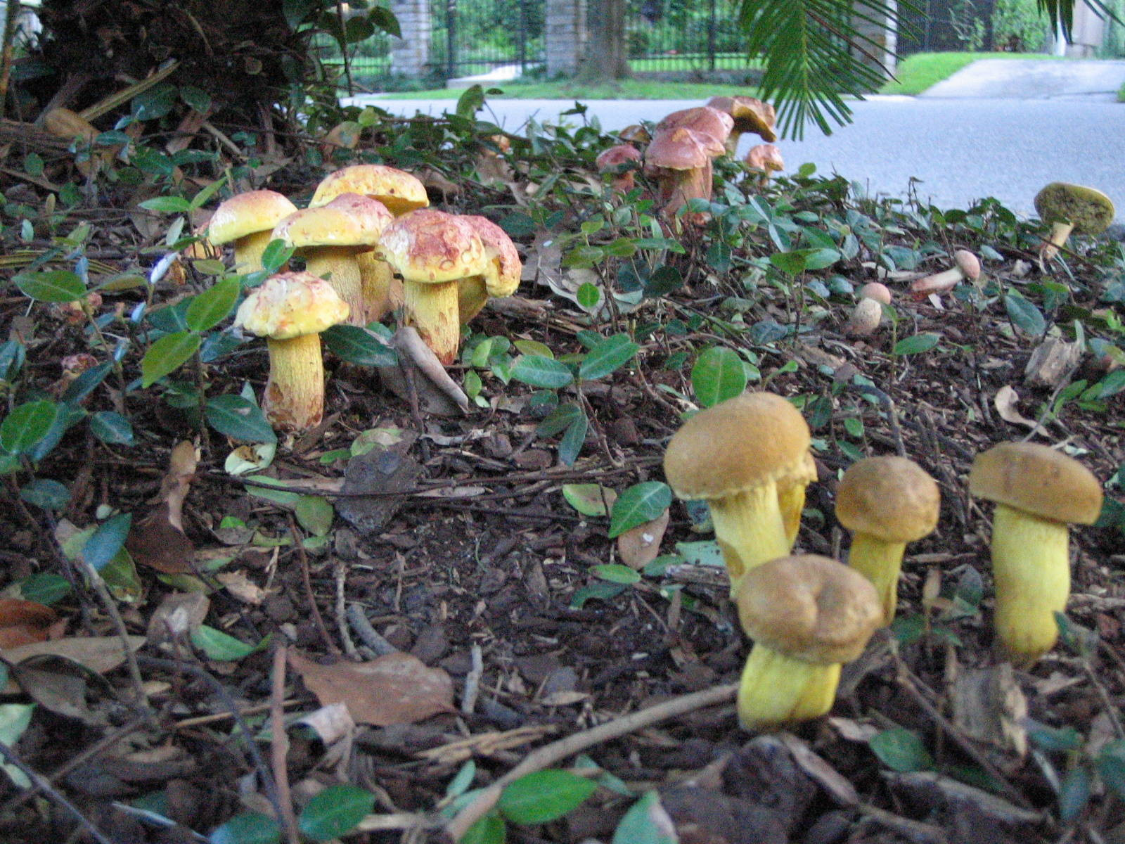 Morel Mushrooms Texas
 Houston Boletus edible Mushroom Hunting and