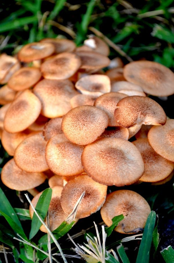 Morel Mushrooms Texas
 Psilocybin Mushrooms In Texas All Mushroom Info