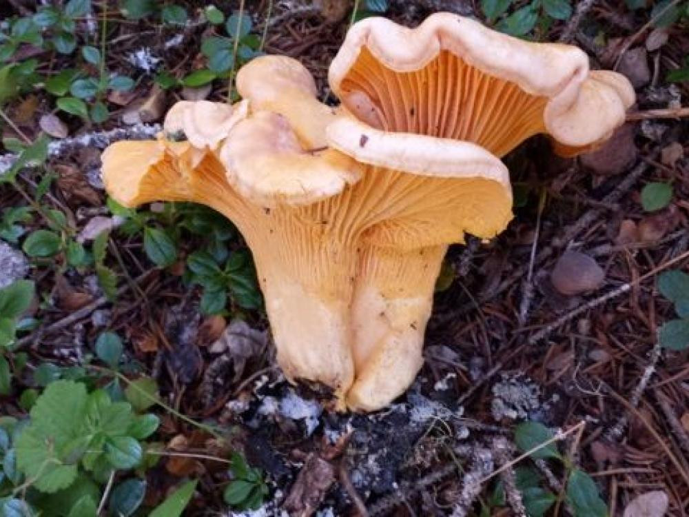 Morel Mushrooms Texas
 Mushroom expert to share magic of edible fungi