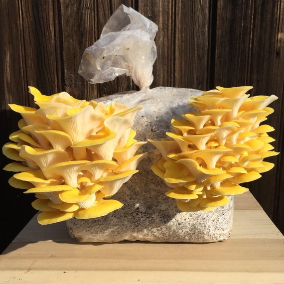 Oyster Mushrooms Kits
 Grow Your Own Golden Oyster Mushroom Kit