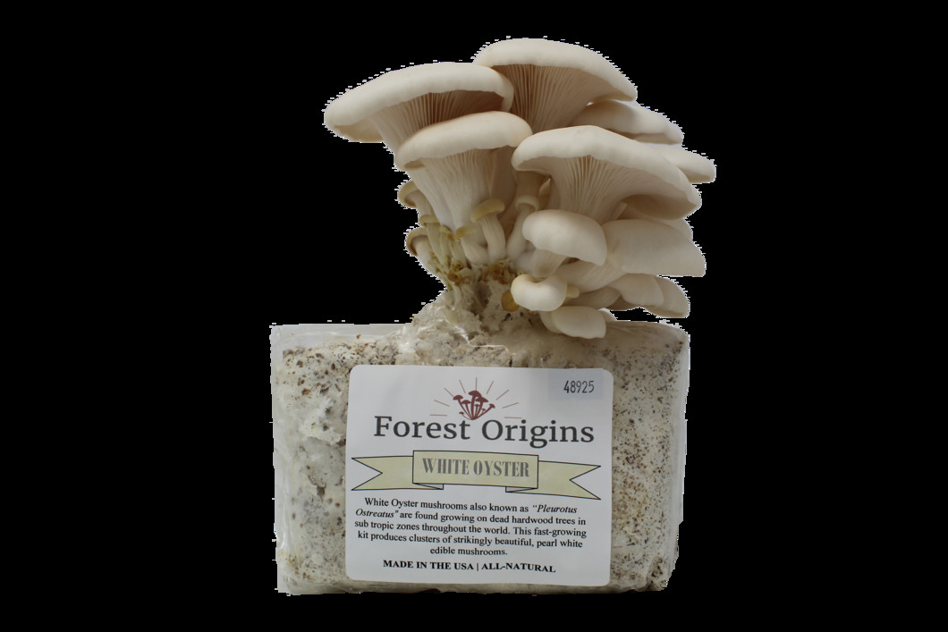 Oyster Mushrooms Kits
 White Oyster Mushroom Grow Kit