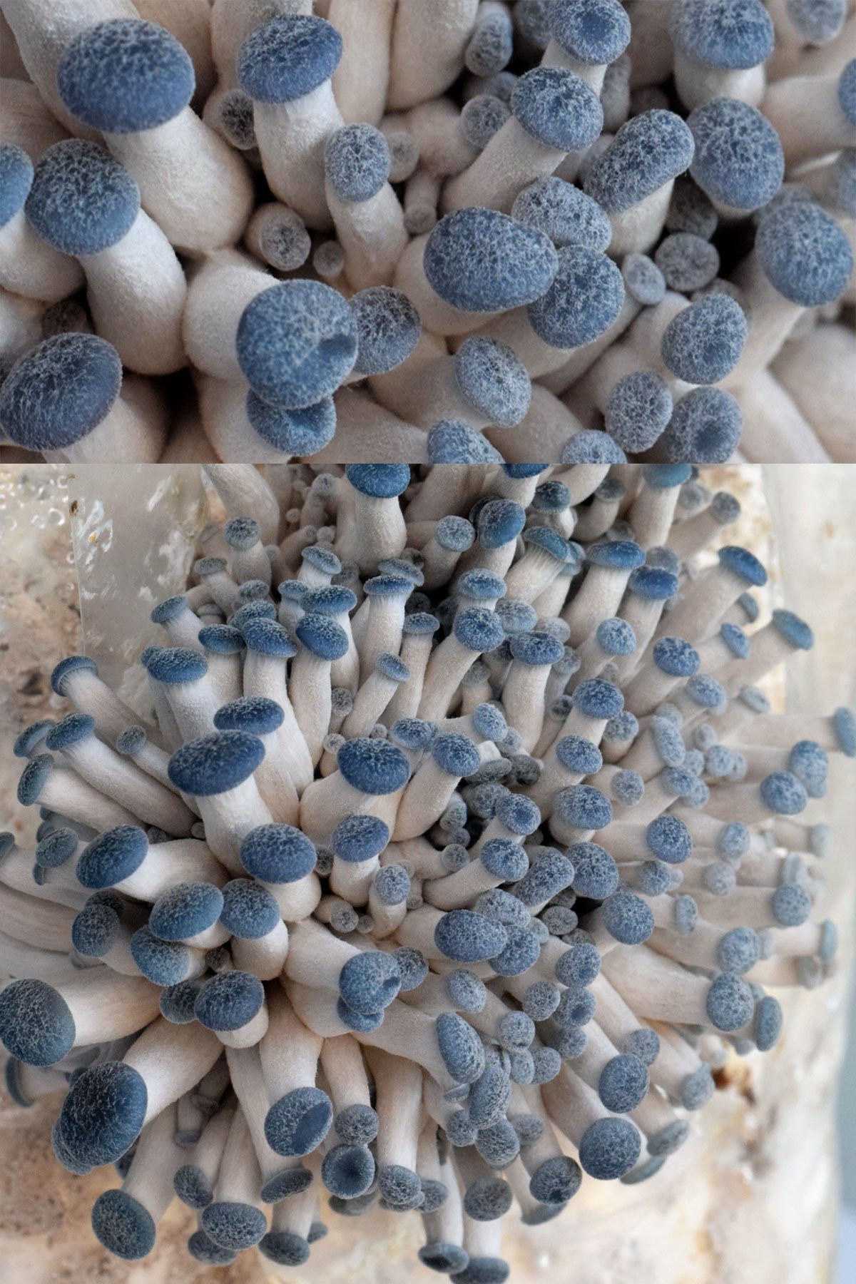 Oyster Mushrooms Kits
 Blue Oyster Mushrooms Development