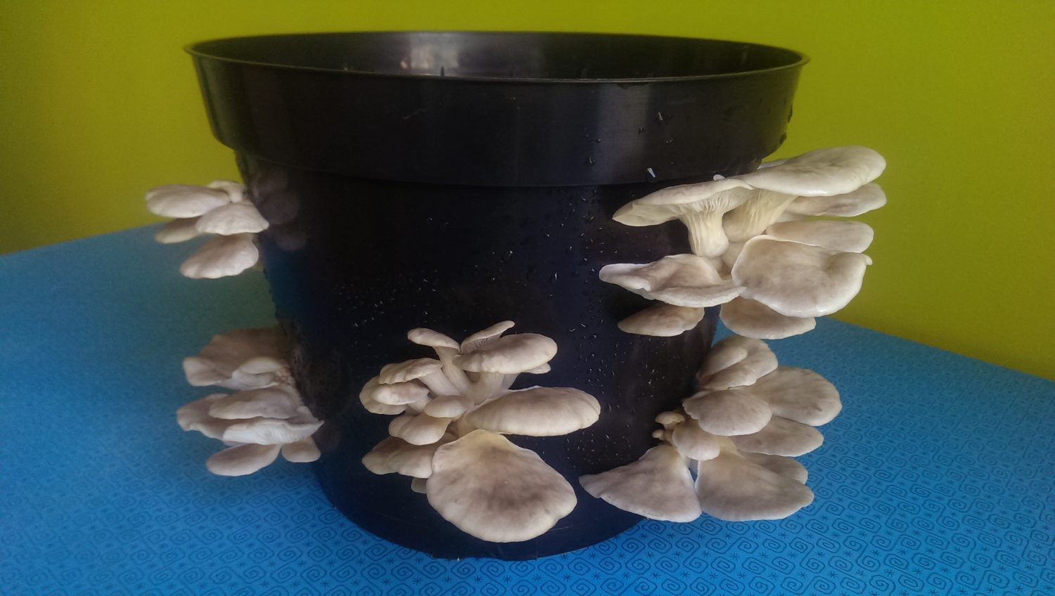 Oyster Mushrooms Kits
 Oyster Mushroom Plant Pot Kit