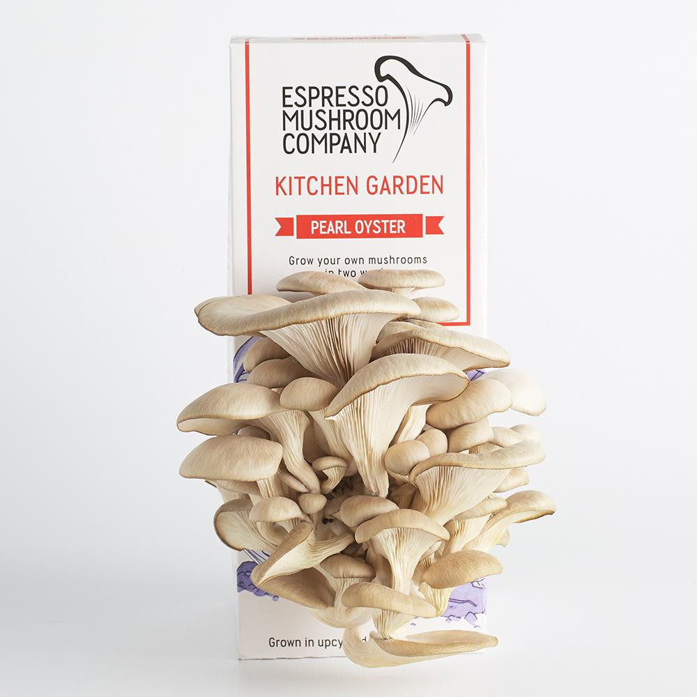 Oyster Mushrooms Kits
 Pearl Oyster Mushroom Kitchen Garden Grow Your Own Kit