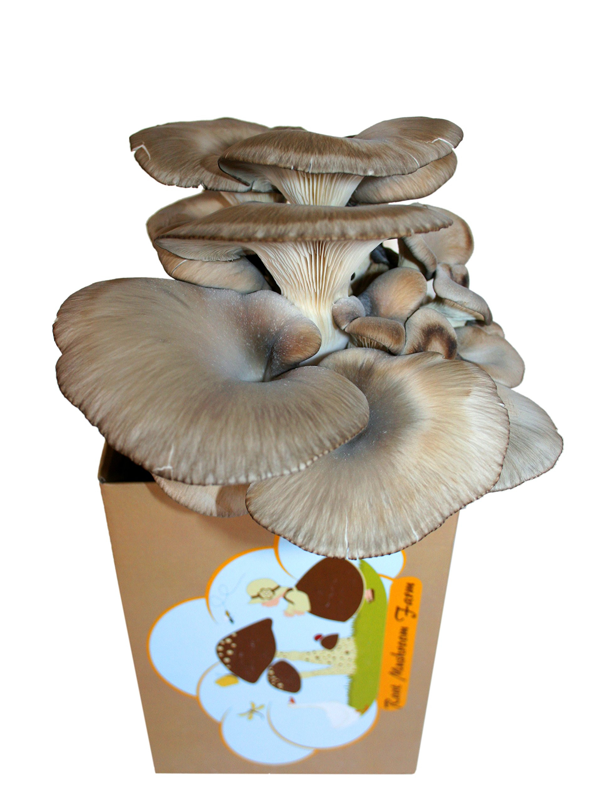 Oyster Mushrooms Kits
 Back to the Roots Oyster Mushroom Kit Amazon Grocery