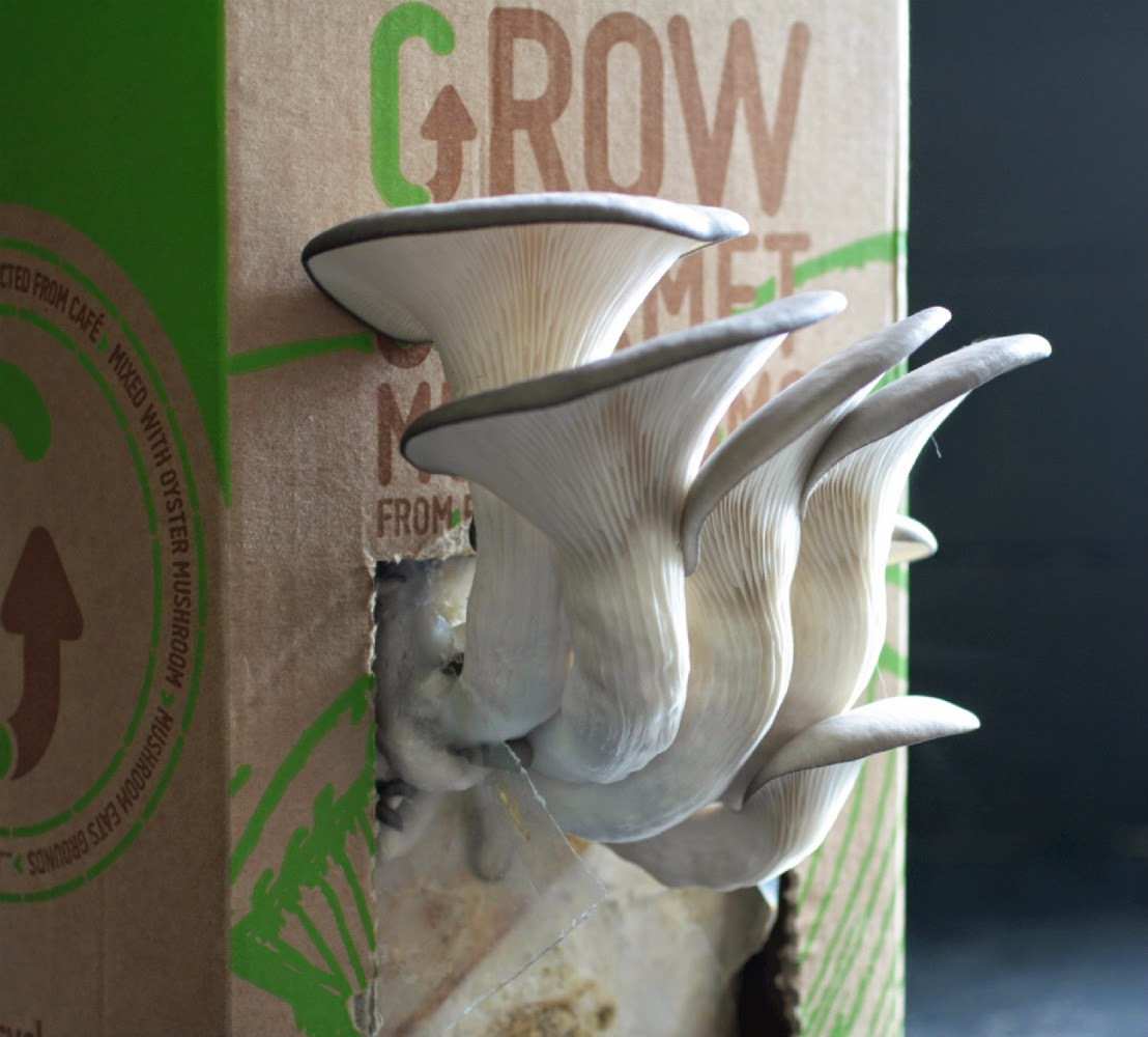Oyster Mushrooms Kits
 Home Grown Oyster Mushrooms from GroCycle
