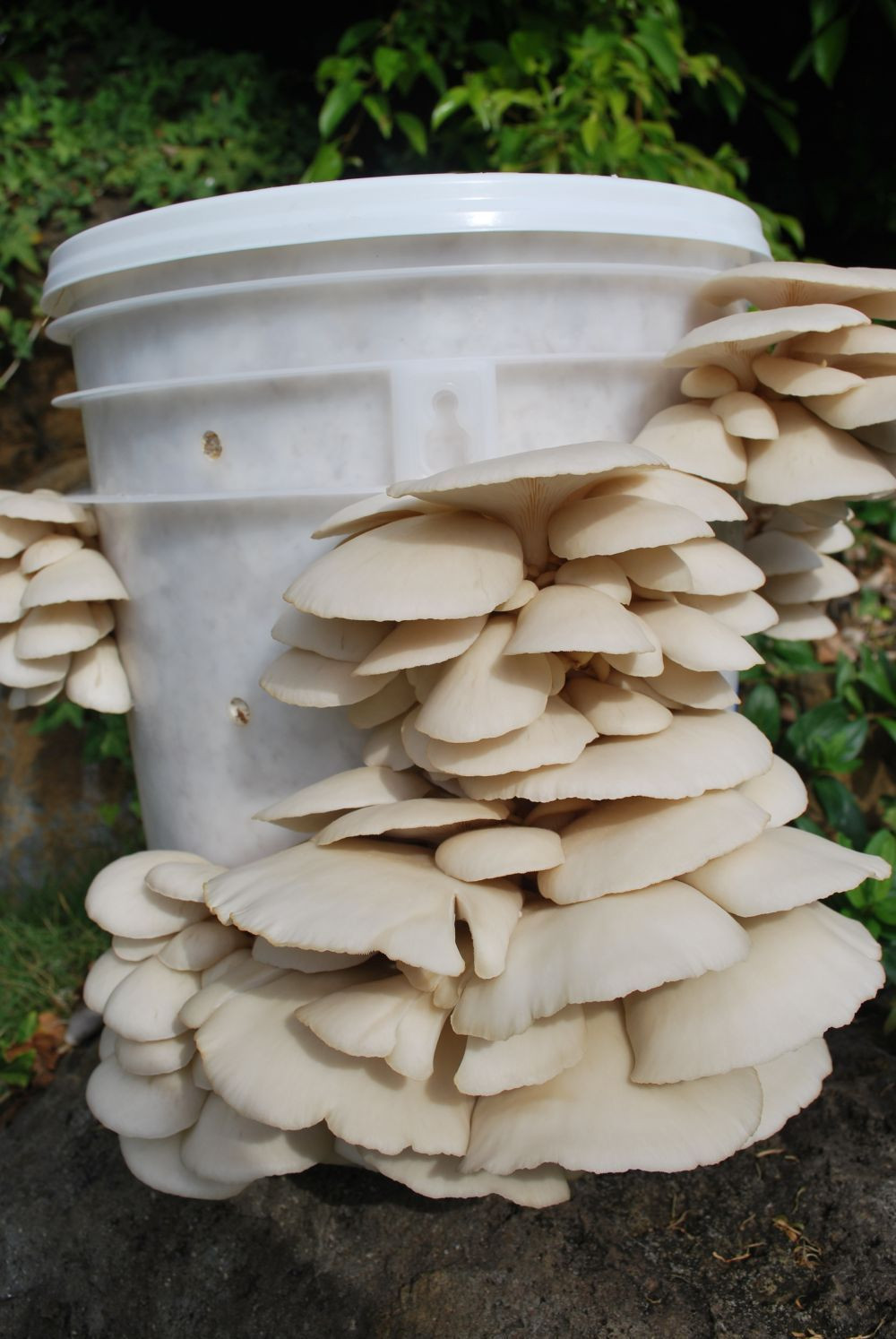 Oyster Mushrooms Kits
 Best Oyster Mushroom grow kits Gourmet and Medicinal