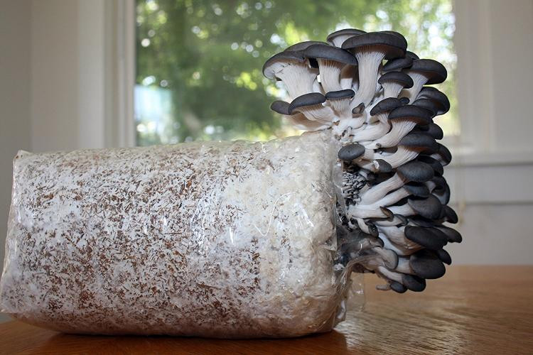 Oyster Mushrooms Kits
 Grow Your Own Oyster Mushrooms With This All In e Kit