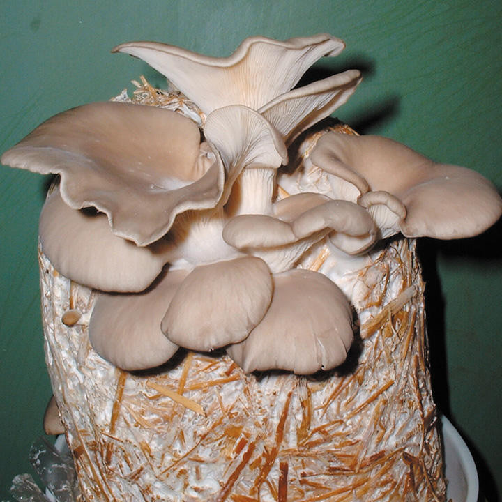 Oyster Mushrooms Kits
 Mushroom Straw Kit Oyster Mushrooms Dobies