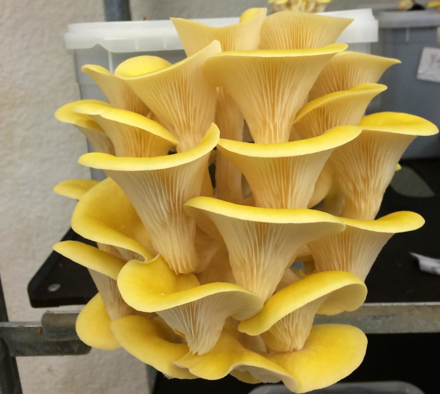 Oyster Mushrooms Kits
 Grow your own yellow Oyster mushroom kit