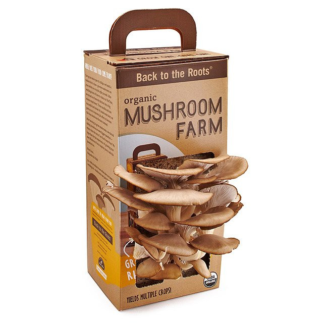 Oyster Mushrooms Kits
 Mushroom Kit Oyster Mushroom Garden Grow Box