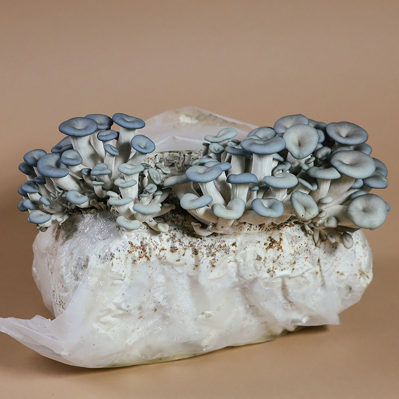 Oyster Mushrooms Kits
 Oyster Mushroom Grow Kit
