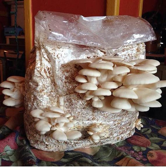 Oyster Mushrooms Kits
 Oyster Mushroom Cultivation Kit Indoor Oyster Mushroom