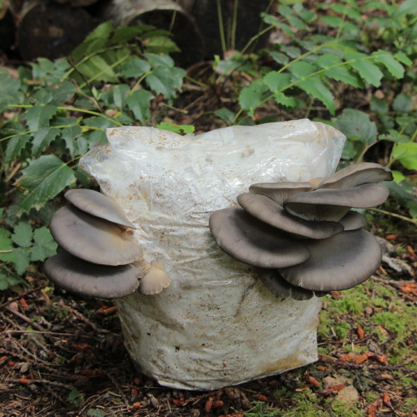 Oyster Mushrooms Kits
 Oyster Mushroom Grow Kit Grow Mushrooms Canada