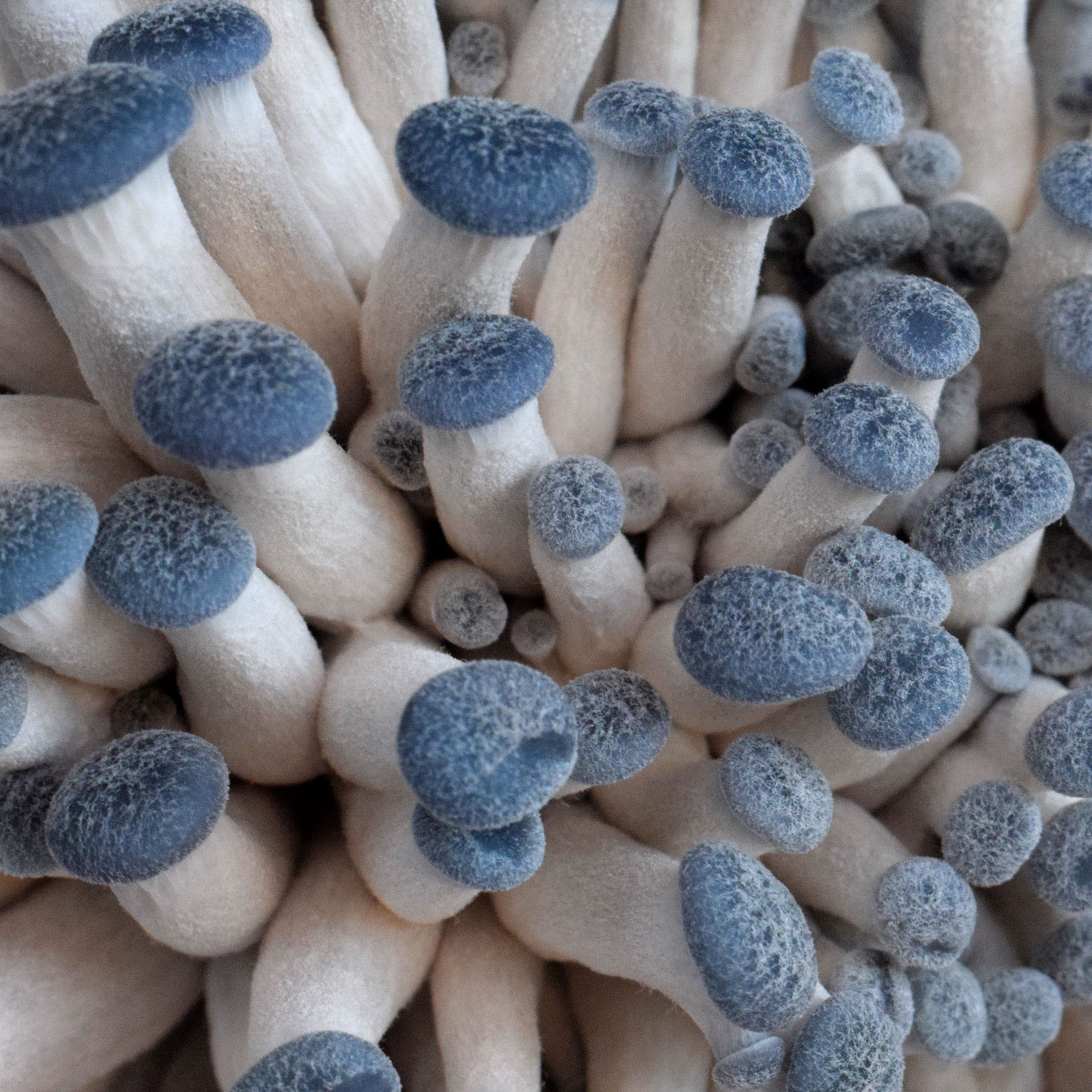 Oyster Mushrooms Kits
 Gourmet Mushroom Products Now fers Organic Mushroom