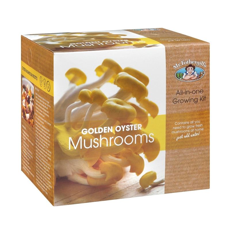 Oyster Mushrooms Kits
 Mr Fothergill s Golden Oyster Mushrooms All In e Growing
