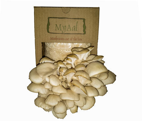 Oyster Mushrooms Kits
 DIY Oyster Mushroom Grow Kits at Rs 400 piece