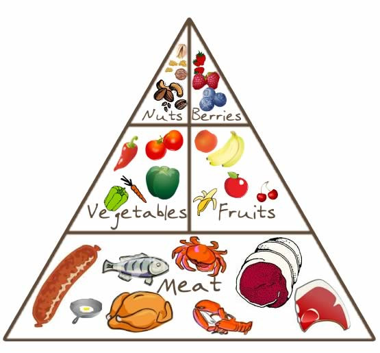 Paleo Diet Food Pyramid
 Paleo 101