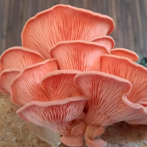Pink Oyster Mushrooms
 Pink Oyster Mushroom Sawdust Spawn