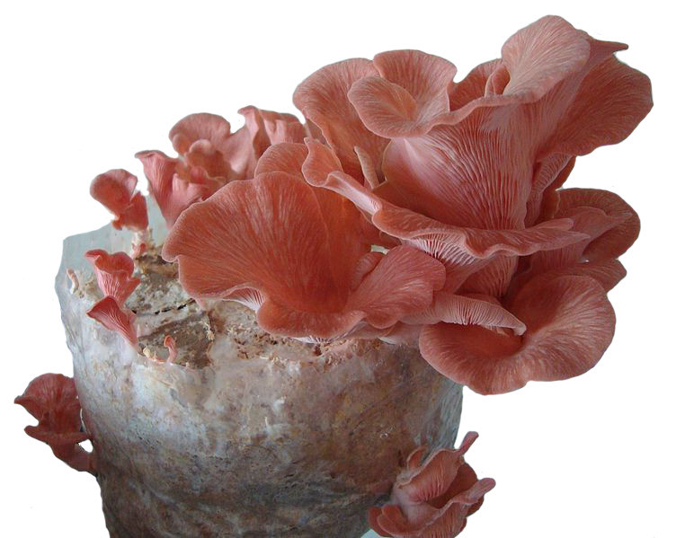 Pink Oyster Mushrooms
 Pink Oyster mushroom liquid culture growing mycelium