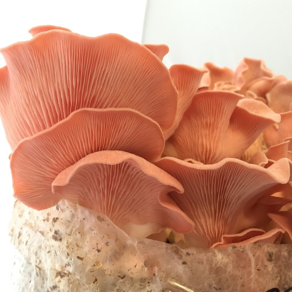 Pink Oyster Mushrooms
 Pink Oyster Mushroom – Pleurotus salmoneostramineus Pure