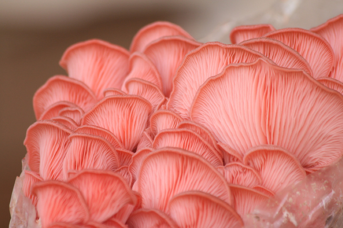 Pink Oyster Mushrooms
 Pink Oyster Mushrooms Happy Mothers Day Milkwood