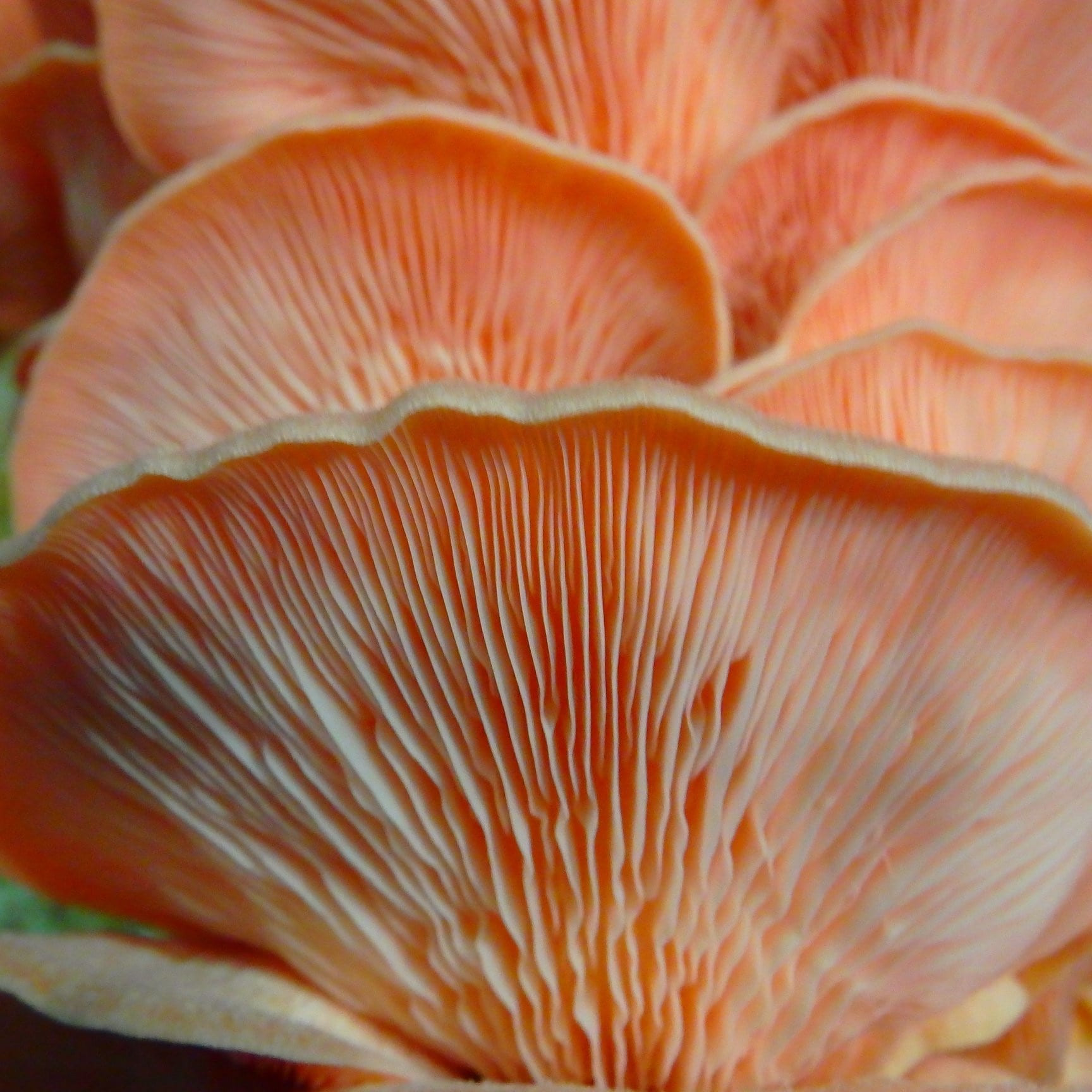 Pink Oyster Mushrooms
 The Pink Oyster Mushroom Ohau Gourmet Mushrooms