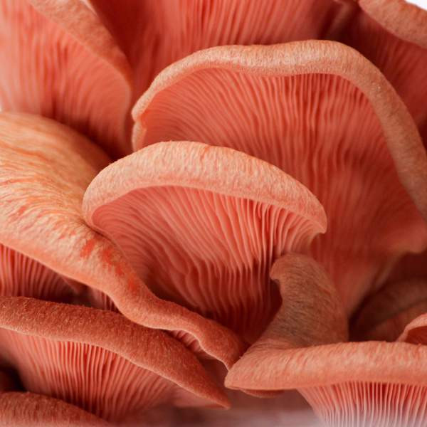 Pink Oyster Mushrooms
 Pink Oyster Mushroom Growing Kit
