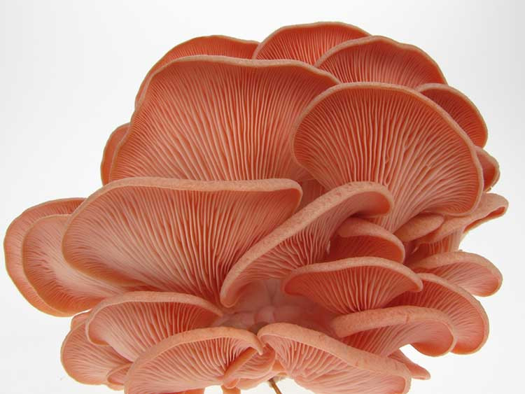 Pink Oyster Mushrooms
 How To Grow Your Oyster Mushrooms Step By Step
